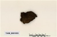 藏品(角齒苔)的圖片